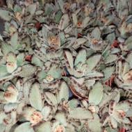 Растение Суккулент 5х10 Kalanchoe Tomentosa Aida