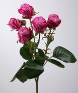 Троянда Леді Бомбастік спрей (кущова) класична 30 см малинова (Україна)