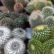 Растение Кактус 10х15 микс из круглых сортов Растение Кактус 10х15 микс из круглых сортов