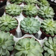 Растение Эхеверия 8х10 Elegans Растение Эхеверия 8х10 Elegans