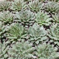 Растение Граптопеталум 5х8 Filiferum Растение Граптопеталум 5х8 Filiferum