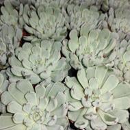 Растение Эхеверия 5х8 Elegant Blue Растение Эхеверия 5х8 Elegant Blue