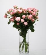 Роза Мадам Бомбастик спрей (кустовая) классическая 80 см розовая (Украина)