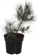 Растение Сосна Mugo C3