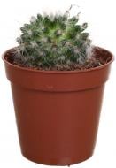 Растение Кактус Маммилярия 5,5