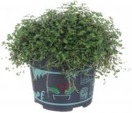 Растение комнатное Солейролия 13x20 см