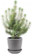 Растение Сосна Pinea Silver 17/50