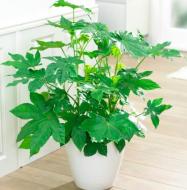 Растение комнатное Фатсия 12х30