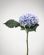 Гортензия Verena Blauw 60 см голубой (Нидерланды)