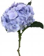 Гортензия Verena Blauw 70 см голубой (Нидерланды)