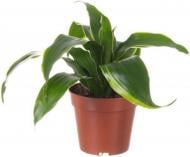 Растение комнатное Драцена Compacta без ствола d9/h20 Растение комнатное Драцена Compacta без ствола d9/h20