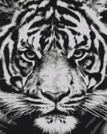 Картина по номерам Взгляд зверя BS52214 40x50 см Brushme