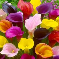 Растение комнатное Калла 10x30 микс