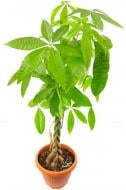 Растение комнатное Пахира 17x75 ствол заплетенный косой