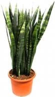 Растение комнатное Сансевиерия d14x55 Trifasciata