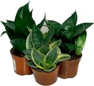 Растение комнатное Сансевиерия d14x45 микс