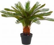 Растение комнатное Цикас 14x45