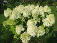 Растение Гортензия метельчатая Лаймлайт С 2-3