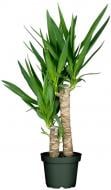 Растение Юкка 2 ствола d17/h75