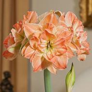 Цибулина Яскрава Гіппеаструм махровий Exotic Nymph