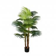 Fan Palm (Dw-23) Engard