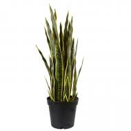 Рослина штучна Sansevieria (DW-12) Engard