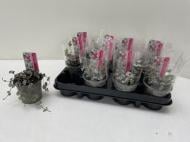 Растение Церопегия 9x10 woodii Silver Glory