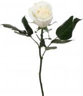 Роза Playa Blanka одноголовая классическая 60 см белый