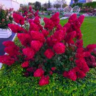 Рослина декоративна Яскрава Гортензія Lidia