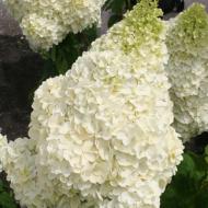 Рослина декоративна Яскрава Гортензія Silver Dollar