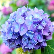 Рослина декоративна Яскрава Гортензія Blauer Zwerg