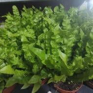 Растение Асплениум 12х30 Crispy Wave