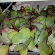 Растение Суккулент 11х20 Kalanchoe Red Lips