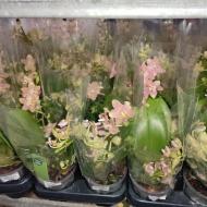 Растение Фаленопсис (орхидея) 12х45 2-3 ствола Lemon Spice (Green Balanz)