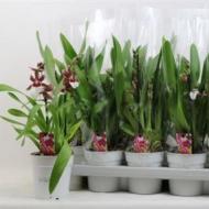 Растение Мильтония (орхидея) 12х35 Renaissance