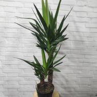 Растение Юкка 21х100 2 ствола