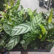 Рослина Калатея 7х15 мікс