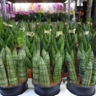 Рослина Сансевієрія 6х10 Cylindrica мікс