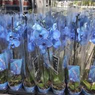 Растение Фаленопсис (орхидея) 12х70 1 ствол синий крашенный (Joflor)