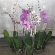 Растение Фаленопсис (орхидея) гранди 15х85 1 ствол микс (Florious Orchids)