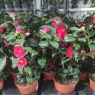 Растение Камелия 17x60 красная Растение Камелия 17x60 красная