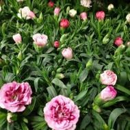 Растение Диантус (гвоздика) 9x15 микс