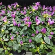 Растение Азалия 14x35 фиолетовая Ostalett Растение Азалия 14x35 фиолетовая Ostalett