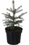Растение Ель Kaibab C5