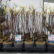 Рослина Салікс 12х50 Gracilistyla Mount Aso