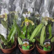 Рослина Пафіопеділум (орхідея) 12х40 білий з жовтою губою