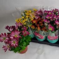 Растение Хризантема 14x30 ромашка микс