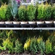 Растение Хвойные растения 11х15 микс