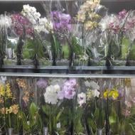 Рослина Фаленопсис (орхідея) мультифлора 12х40 1 стовбур мікс (Ter Laak Orchids)