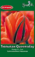 Луковица тюльпана Queensday 3 шт.